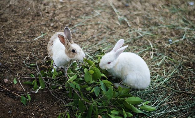 små kaniner