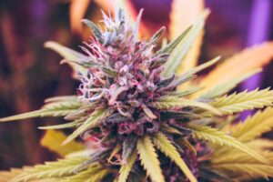 cbd olie